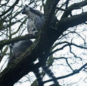 6410   Lemurs in a tree