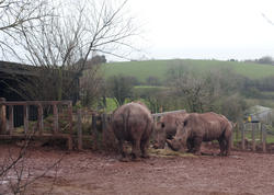 6275   Rhino feeding in captivity