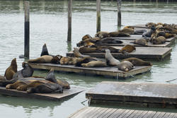 5605   fishermans wharf seals