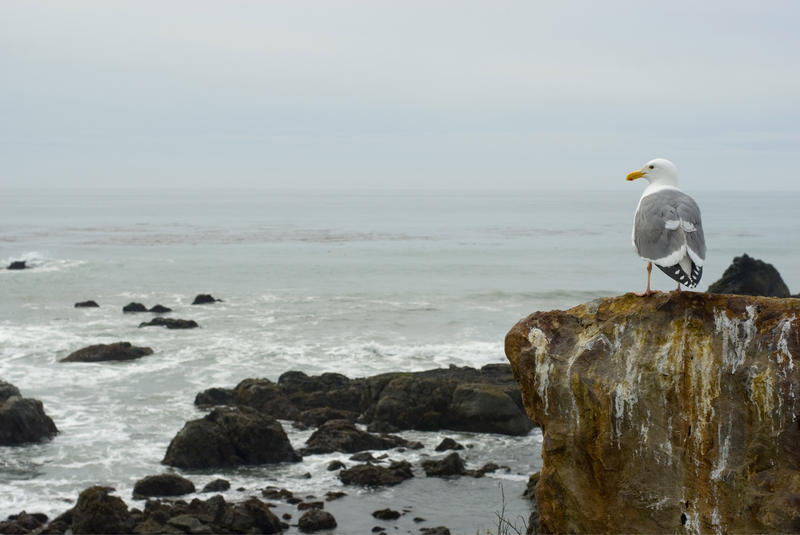 a seagull looking out to the pacific ocean off the california coast