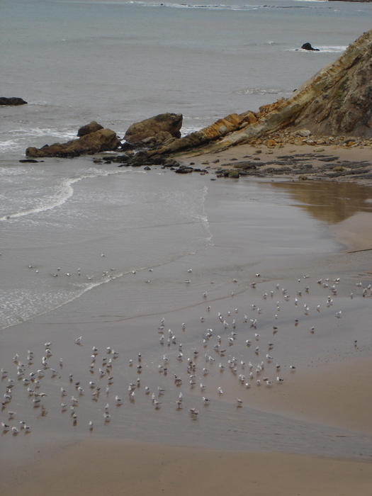 seagulls on a sandy beach