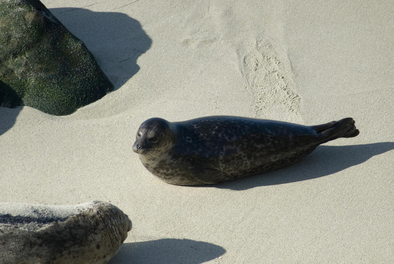 seals on the beach at la jollia, san diego, california