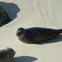 5685   seal on the beach
