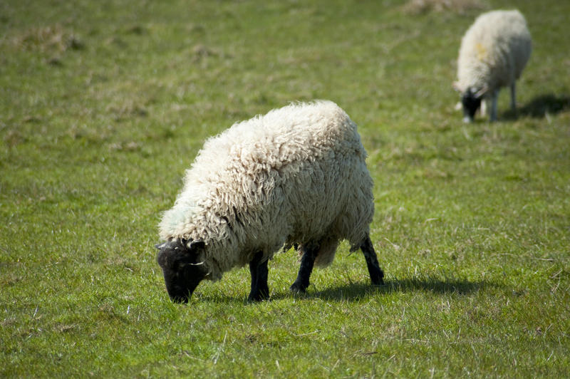 Woolly sheep with thick fleece grazing in a lush green pasture with copyspace