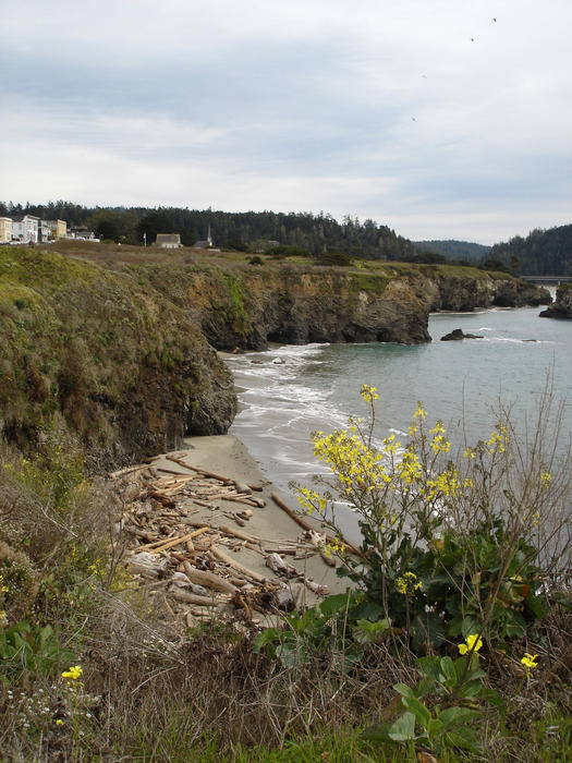 a coastal landscape with steep cliffs and small yellow flowers