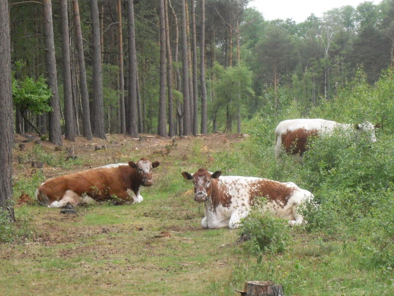 <p>Rare breed of cattle in the pine&nbsp;woods&nbsp;near Fleet Hampshire England,</p>