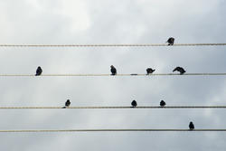 6364   Flock of birds on electricity cables