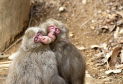 5966   love monkeys