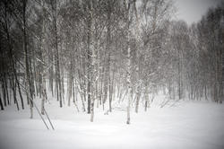 5969   winter snowscene