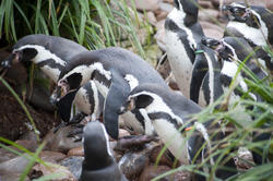 6365   Group of Humbolt penguins