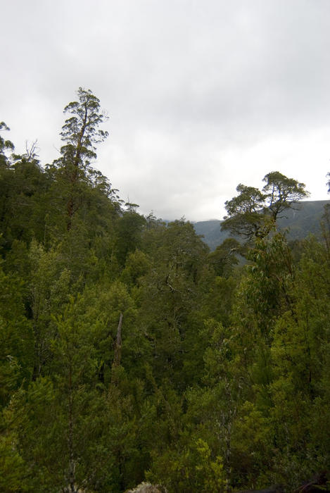 ancient forest in tasmanias southwest wilderness
