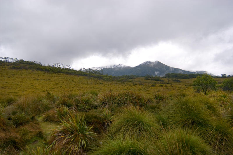 grasses and snow capped mountains in tasmanias Southwest National Park