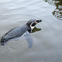 6276   Humbolt penguin swimming in water