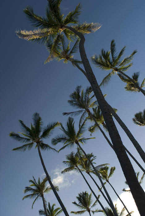 low angle view of a grove of tall palm trees, Honolulu, Hawaii