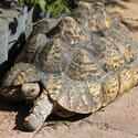 5930   tanzanian leopard turtle the netherlands 2011