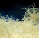 7381   jellyfish macro