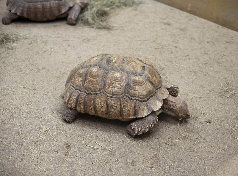 Tortoise, Testudinae, feeding in captivity in an enclosure at a zoo with other tortoises