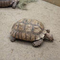 6411   Tortoise feeding in captivity