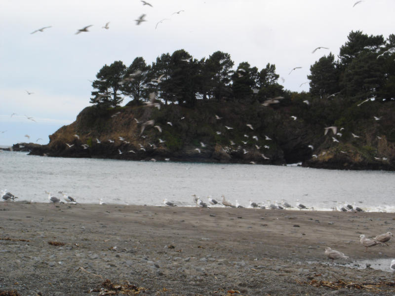 a flock of gulls on the north california coast