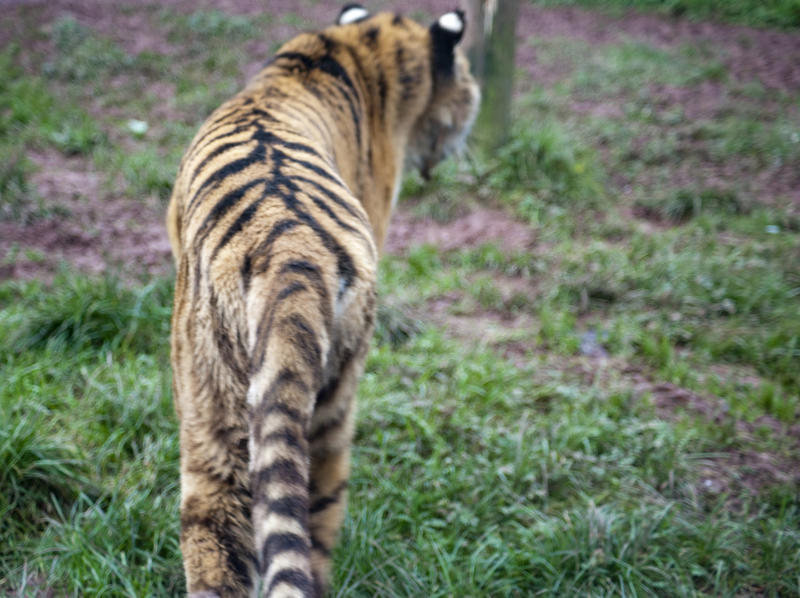 Rear view of the rump of a tiger walking away showing the patterning and stripes on the back and tail