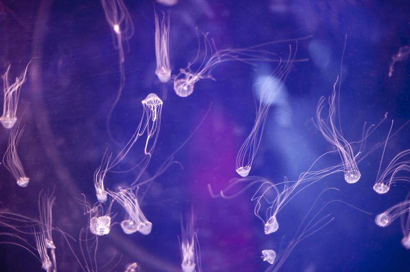 Bloom or swarm of tiny jellyfish illuminated in an aquarium with their tentacles trailing out behind them as they swim