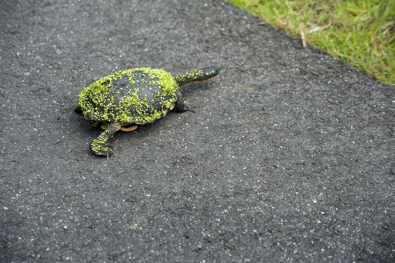Eastern long neck turtle, or snake neck turtle, with its distinctive long neck which can be the same length as the carapace or shell, crossing a tarred road