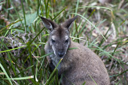 6279   Wallaby in grass