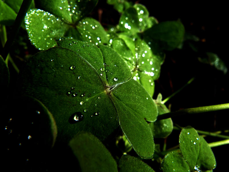 <p>Water droplets, reflection</p>Water droplets in my garden