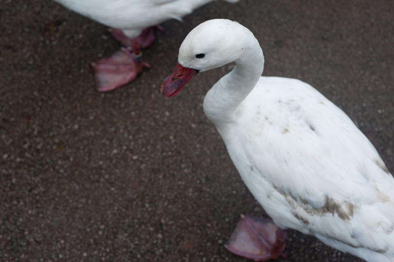 High angle view of a white domestic goose with webbed feet waddling across the ground in a farmyard