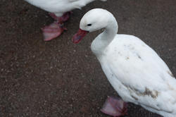 6367   White domestic goose
