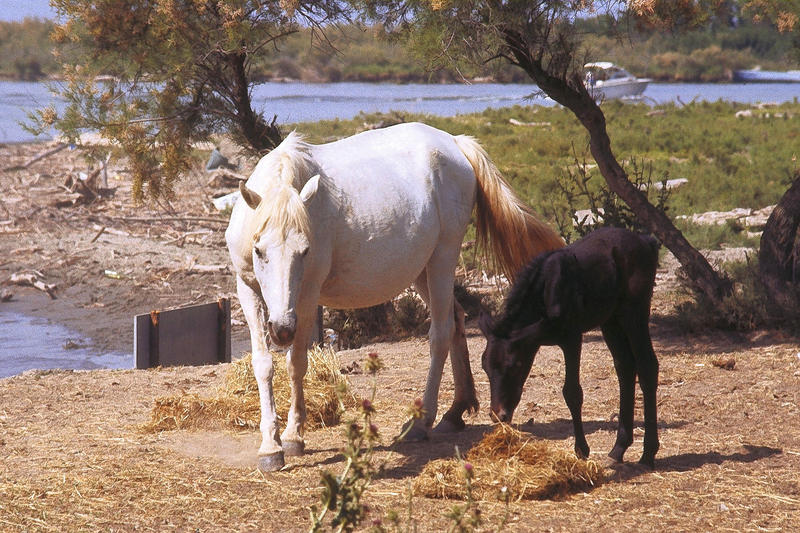 <p>White mare with black vole, Camarque 1986 (originally slide)&nbsp;</p>