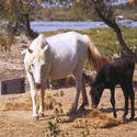 5933   white mare with black vole carmarque 1986