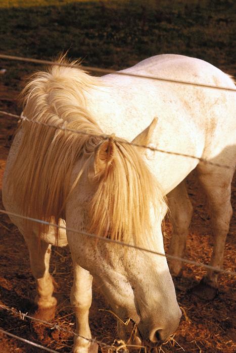 <p>White pony, Ireland 1975 (originally slide)&nbsp;</p>