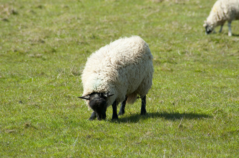 Woolly sheep with a thick fleece grazing in a green pasture on a farm with copyspace