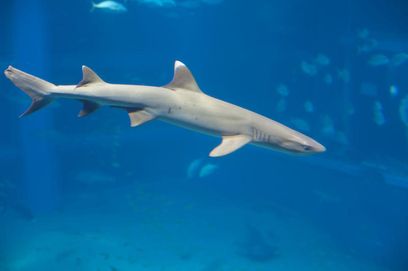 White tip reef shark, a member of the requiem sharks which generally hunts at night, swimming underwater in a marine aquarium exhibit