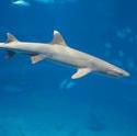 7405   White tip reef shark
