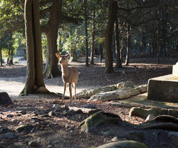 6145   deer in the woods