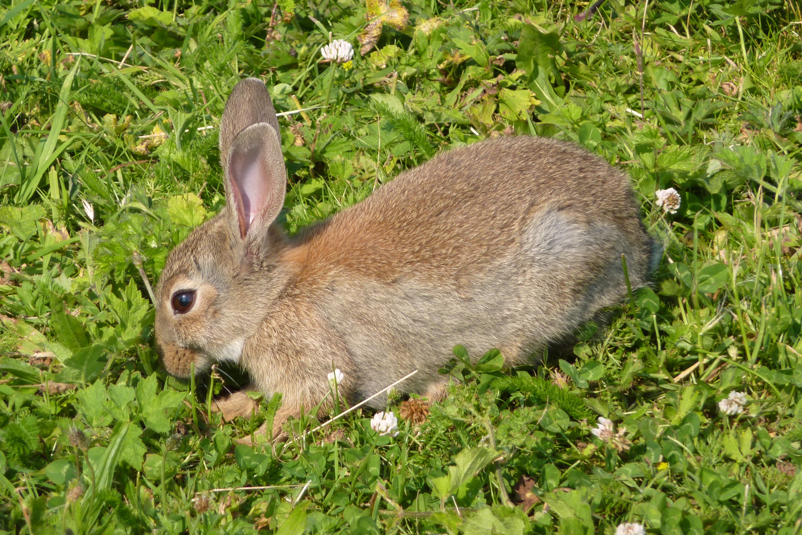 Цвет шерсти зайца. Ракитниковый заяц. Заяц летом. Дикий кролик. Заяц полевой.