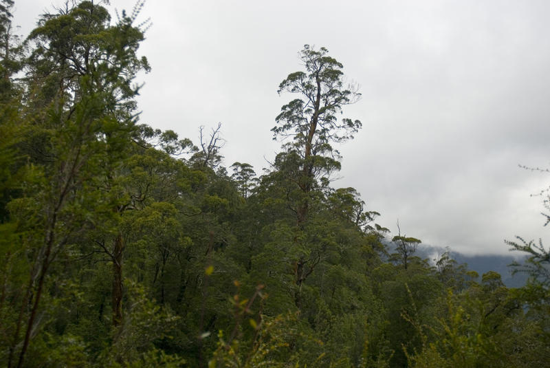 tall trees growing in protected tasmanin forest