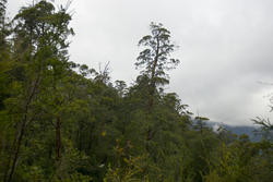 5909   tasmanian woodland