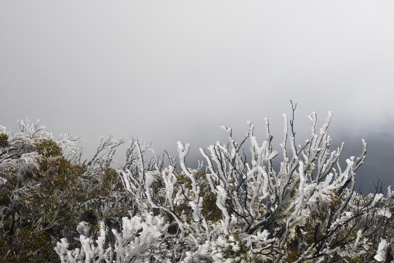 background of freezing fog with frost covered plants in the foreground