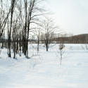 5986   winter landscape