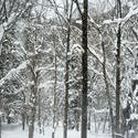 5971   winter forest snow