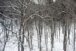 5988   woodland snow scene