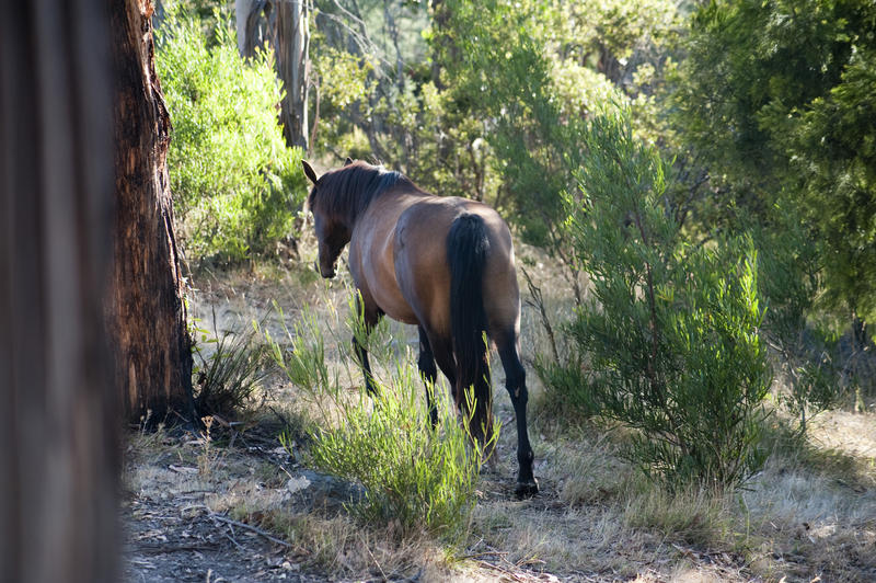 Lone brown horse walking away with its rump to the camera through woodland