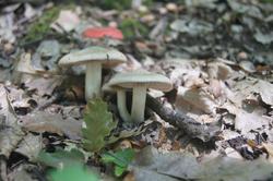 6417   woodland mushrooms