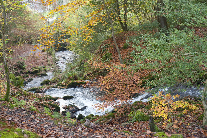 Fast flowing river winding through woodland with colourful autumn or fall foliage