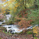 5175   River Flowing Through Autumn Woodland