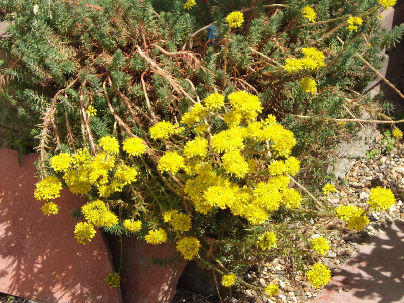 <p>Yellow Flowers in My Garden</p>