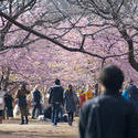 6147   yoyogi park blossom